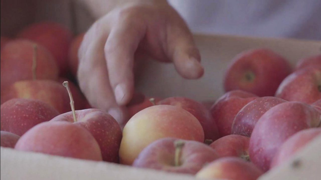 A Success Story – Intensive Apple Orchard