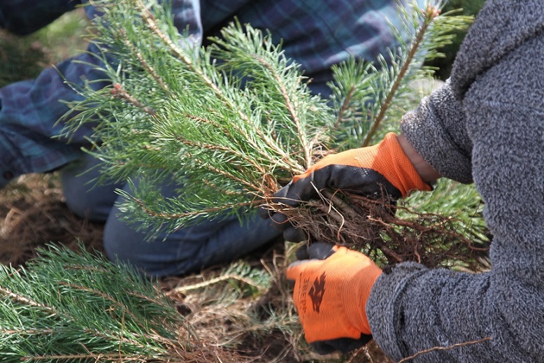 Viva-MTS. Climate change has become a serious challenge for the world. Our country, the last in terms of percentage of forest cover in the region, is not free from it either. Only 11% forest cover is not enough to fulfill the function of “lungs” in Armenia. There is a need not only to increase