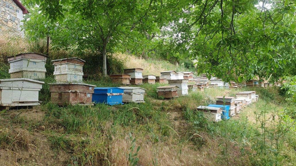 Viva-MTS: Harmless interaction between “Electric Fences” and bears