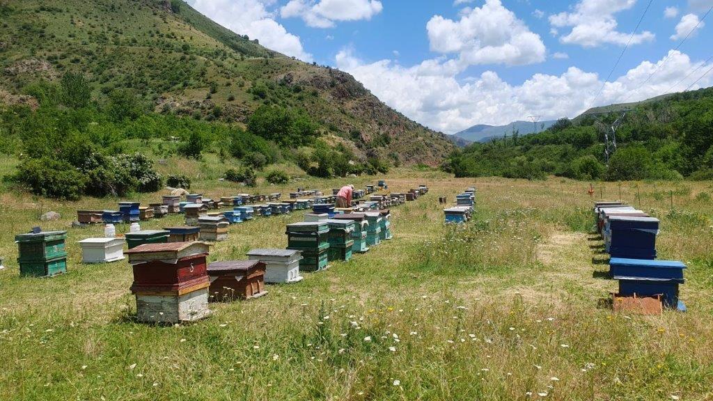 Viva-MTS: Mobile “Electric fences” in Yeghegis community have become an “obstacle” for bears