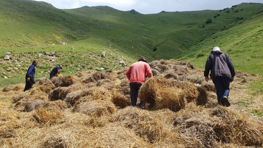 20,000 trees were mulched in Lori with the support of Viva-MTS Partnership to increase forest cover in Armenia