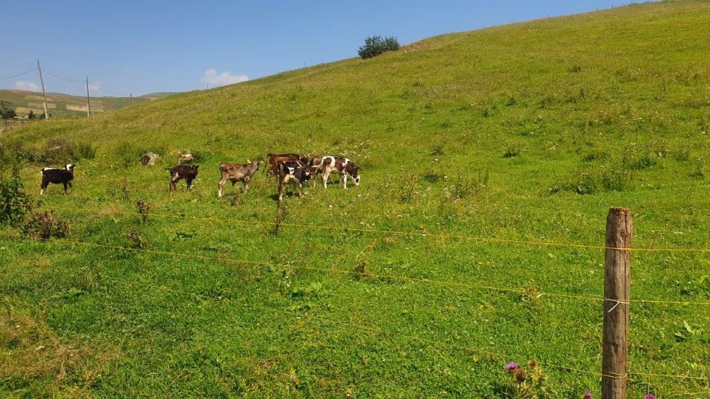 Viva-MTS: Technological support to farmers: Electric fences in the border village of Vahan