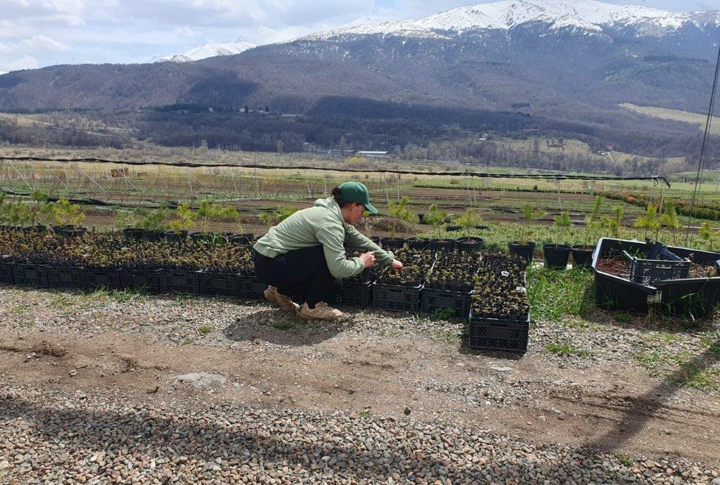 Viva for Armenia with “My Forest Armenia”
